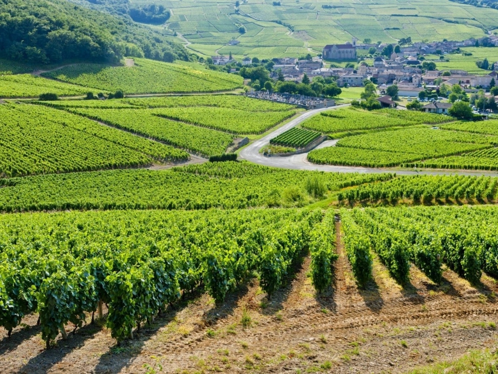 Vùng Burgundy